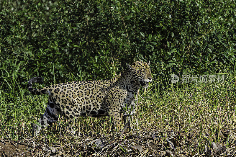 美洲虎(Panthera onca)是一种大型猫科动物，是美洲虎属猫科动物，是美洲唯一现存的美洲虎物种，在巴西潘塔纳尔发现。沿着河边打猎。散步。